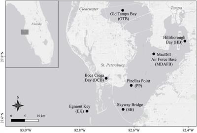 Ingestion of microplastics by copepods in Tampa Bay Estuary, FL